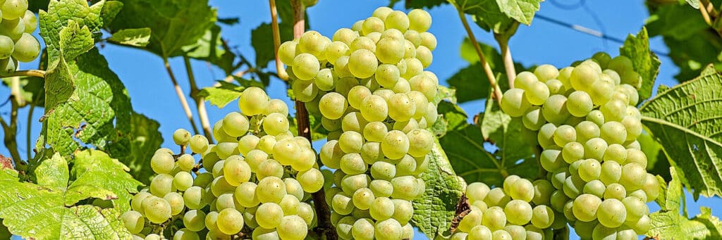 Weissburgunder Wein Rebe | WEIN HIPPIE | Weißburgunder | Pinot Blanc | Pinot Bianco